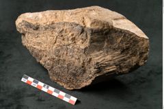 Foto (Seitenansicht) von Fern  (NHMW-GEO-2024-0188-11589)